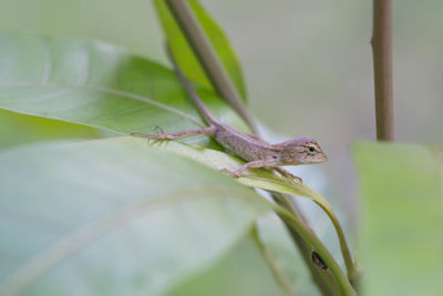 Close-up of insect on leaf