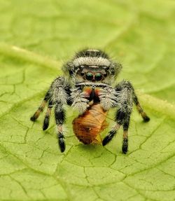 Close-up of spider