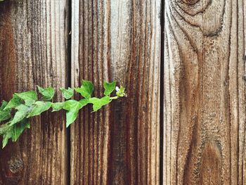 Close-up of leaves on wood