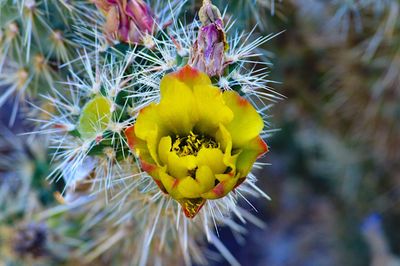 Close-up of yellow flower blooming outdoors