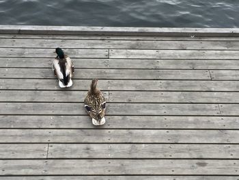 High angle view of bird perching on pier