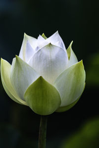 Close-up of lotus water lily