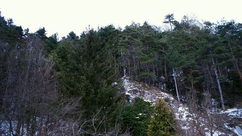 Scenic view of trees against sky