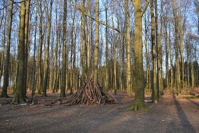 Trees in forest