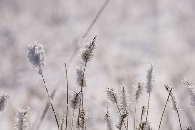 Close-up of snow on field against sky