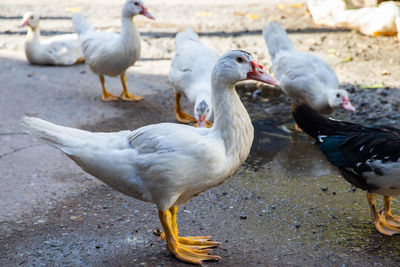 Ducks on a street