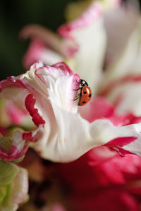 Close-up of ladybug on flower