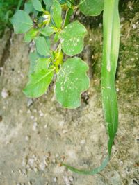 Close-up of fresh green plant
