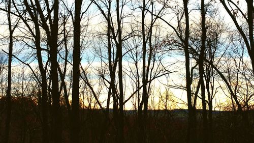 Bare trees at sunset