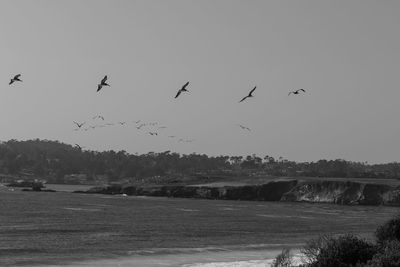 Birds flying over river against clear sky