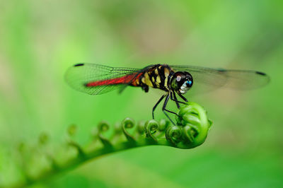 Close-up of dragonfly on leaf