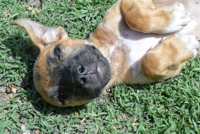 High angle view of puppy resting on field