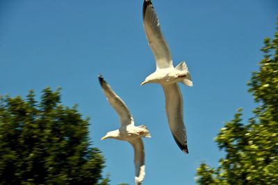 Low angle view of seagulls flying against clear blue sky