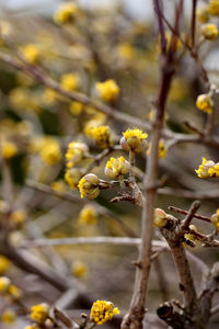 Close-up of yellow flowers on branch