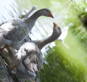 Birds perching on a tree