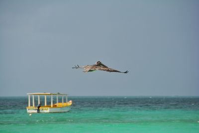 Bird flying over sea against clear sky