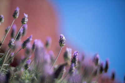 Close-up of flowers blooming outdoors