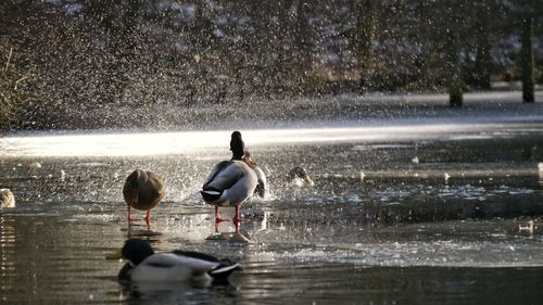 Mallard ducks in lake