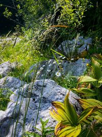 Plants growing on tree