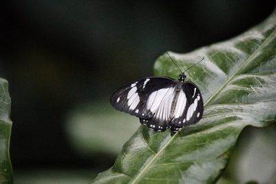 Close-up of butterfly perching on plant