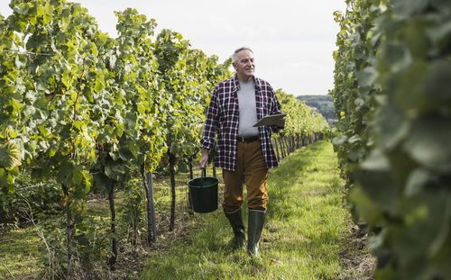 Senior man walking with bucket and tablet pc in vineyard