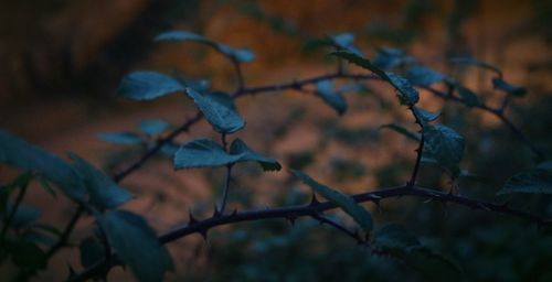 Close-up of plants against blurred background