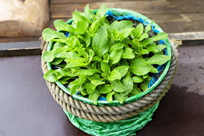 High angle view of vegetables in basket on table