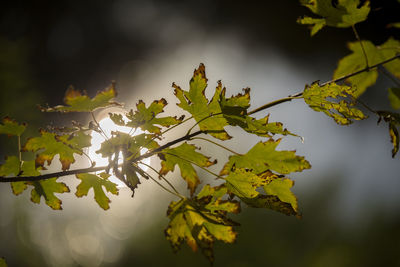 Low angle view of leaves on tree