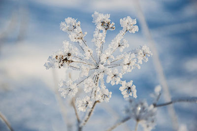 Close-up of frozen plant against sky