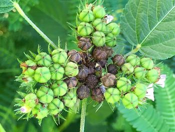 Close-up of plant