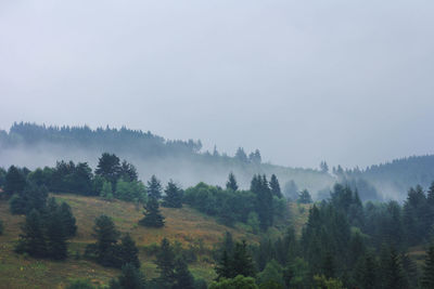 Trees in forest against sky