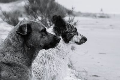 Close-up of dog on beach