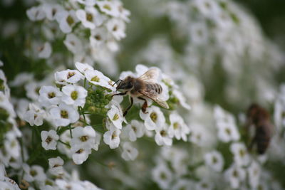 Close-up of bee on white flowers