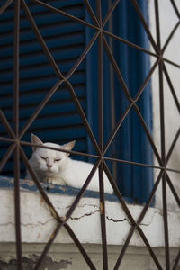 Cat in cage