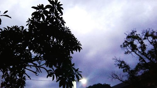 Low angle view of silhouette trees against cloudy sky