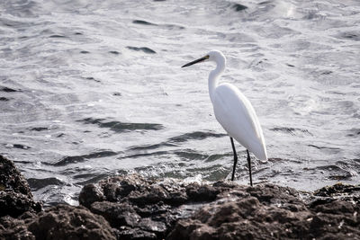 Bird perching on rock in sea