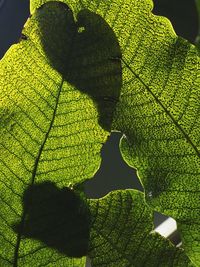 Close-up of fresh green leaf