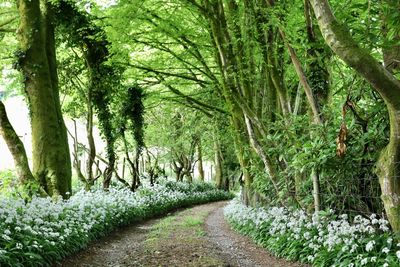 Footpath amidst trees in forest