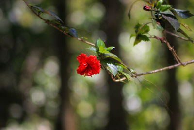 Close-up of red flowering plant