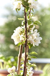 Close-up of white flowering plant