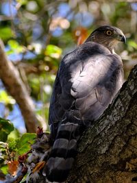 Close-up of eagle perching on tree trunk