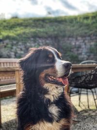 Close-up of dog looking away