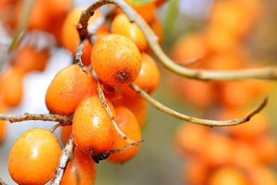 Close-up of orange fruit on tree