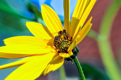 Close-up of bee on yellow flower