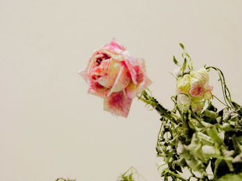 Close-up of pink rose flower pot