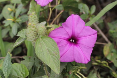 Close-up of pink cosmos blooming outdoors