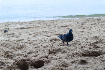 Seagull perching on a beach