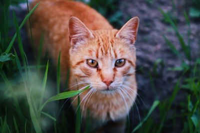 Close-up portrait of cat on field