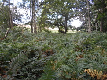 Plants growing on tree