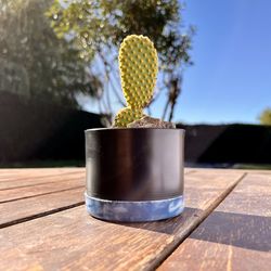 Close-up of potted plant on table